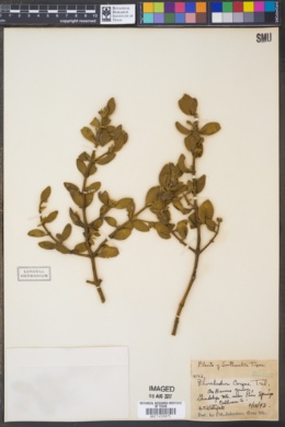 Phoradendron serotinum ssp. tomentosum image