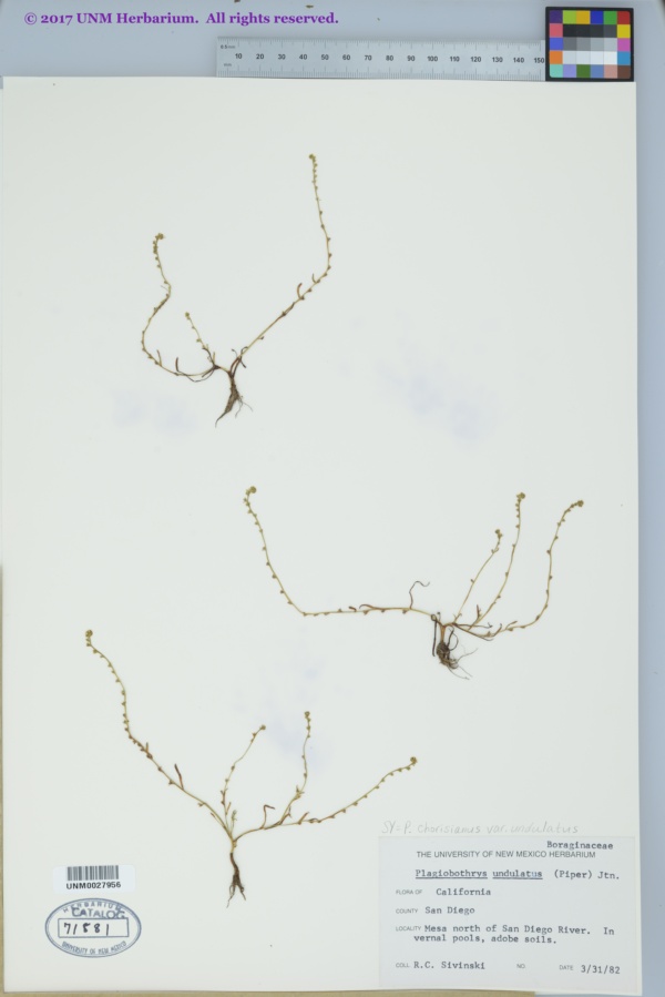 Plagiobothrys chorisianus var. undulatus image