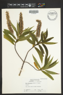 Hebe salicifolia image