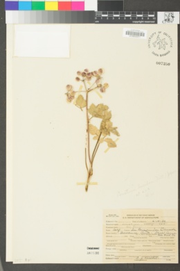 Lomatium lucidum image