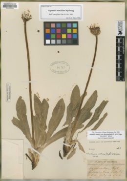 Agoseris maculata image