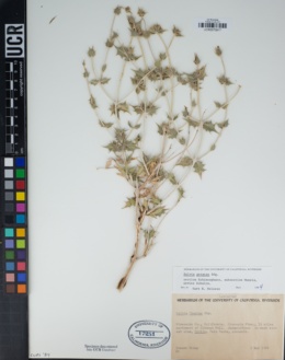 Salvia greatae image