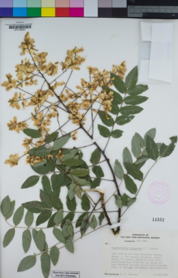 Image of Styphnolobium japonicum