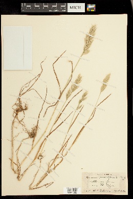 Bromus molliformis image