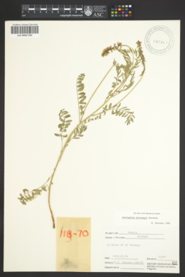 Astragalus hartwegii image