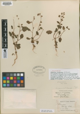 Image of Phacelia indecora