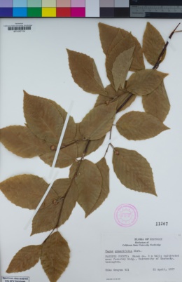 Image of Fagus grandifolia