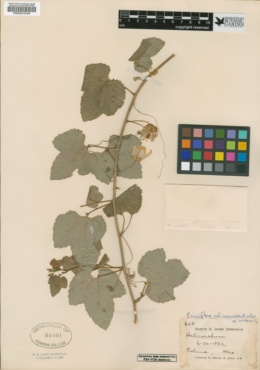 Image of Passiflora colimensis
