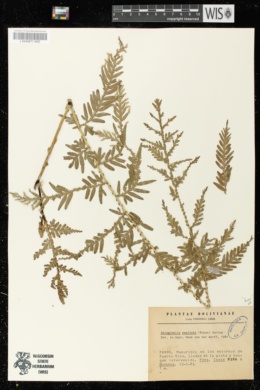 Selaginella exaltata image