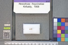 Image of Nesodryas freycinetiae