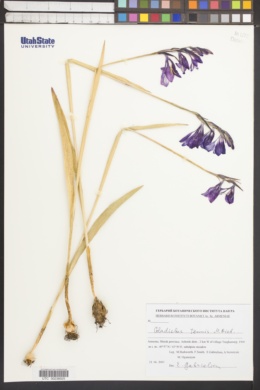 Gladiolus tenuis image