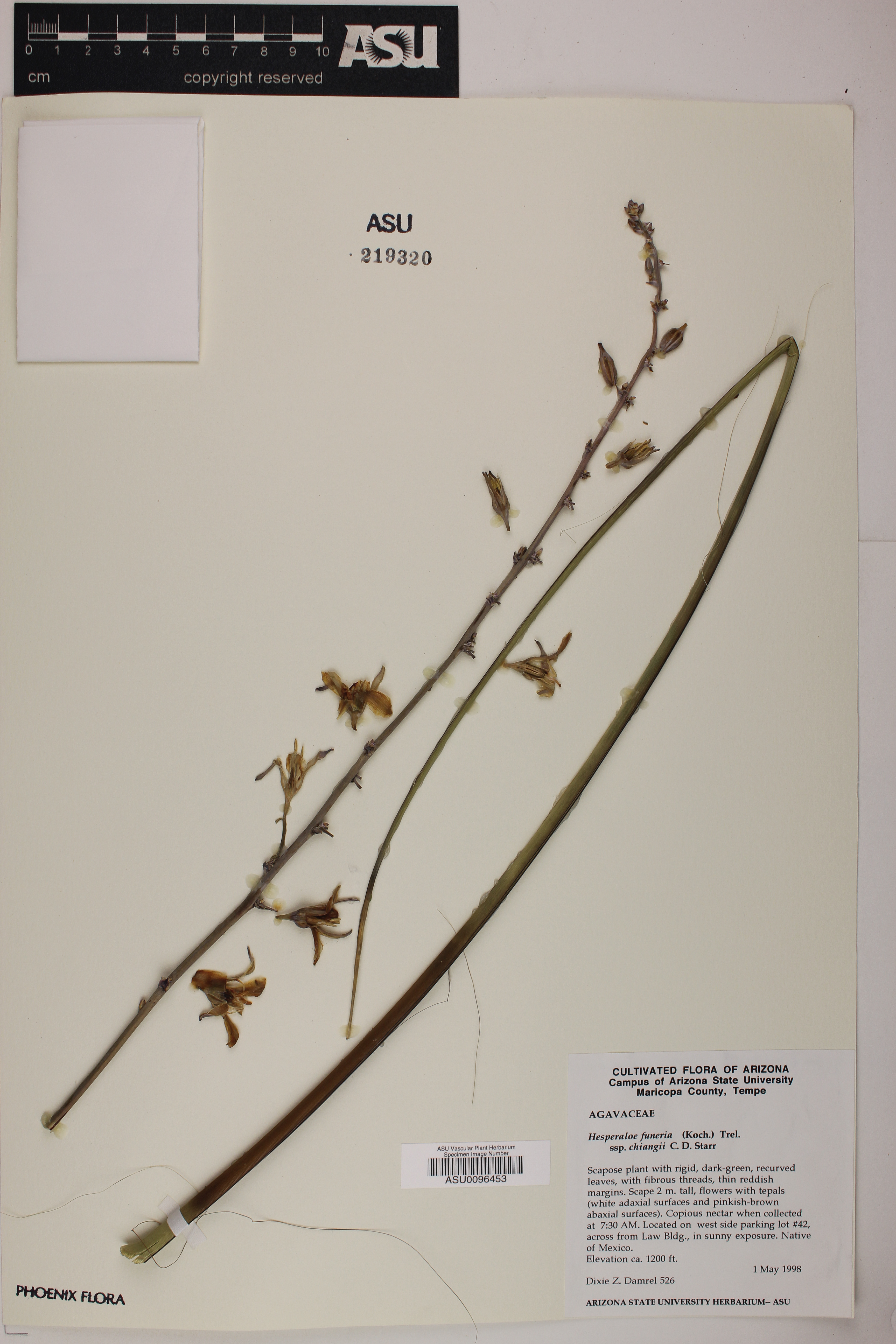 Hesperaloe funifera subsp. chiangii image