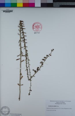 Image of Lobelia brevifolia