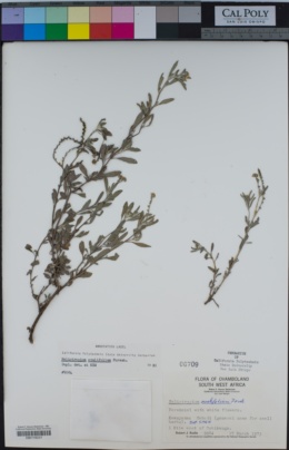 Euploca ovalifolia image