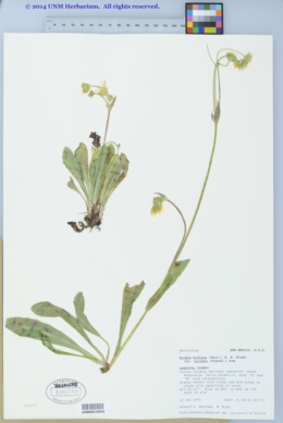 Krigia biflora var. viridis image