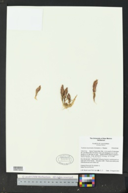 Image of Tuctoria mucronata