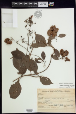 Callaeum psilophyllum image