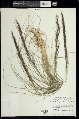 Muhlenbergia scoparia image