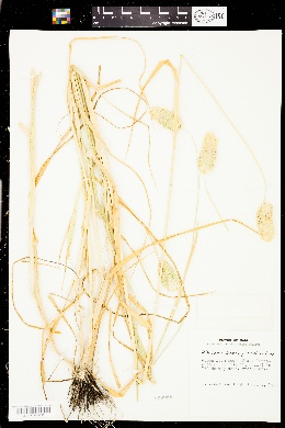 Phalaris brachystachys image
