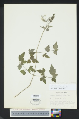 Clematis ligusticifolia var. ligusticifolia image