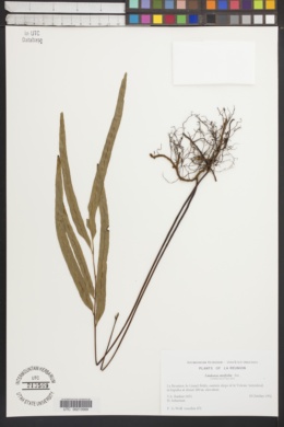 Image of Lindsaea ensifolia