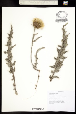 Image of Cirsium canescens