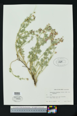Sphaeralcea digitata subsp. digitata image