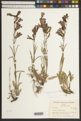 Penstemon leiophyllus var. francisci-pennellii image