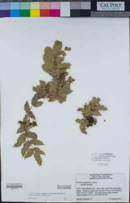 Berberis pinnata subsp. pinnata image