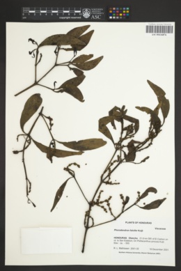 Image of Phoradendron falcifer