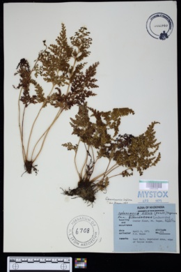 Image of Odontosoria biflora