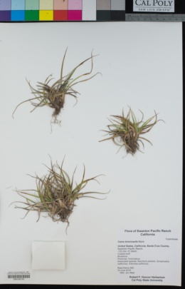 Carex brevicaulis image