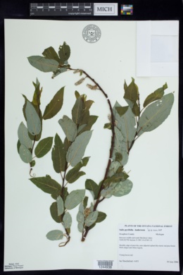 Image of Salix pyrifolia