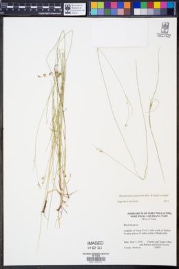 Image of Rhynchospora pinetorum