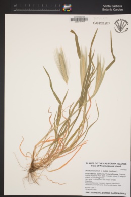 Hordeum murinum subsp. murinum image