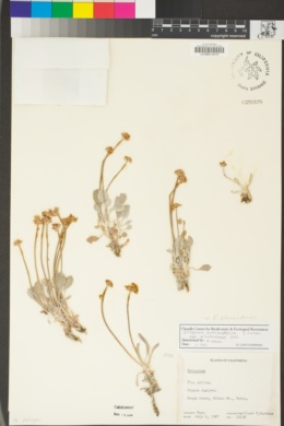 Eriogonum alexanderae image