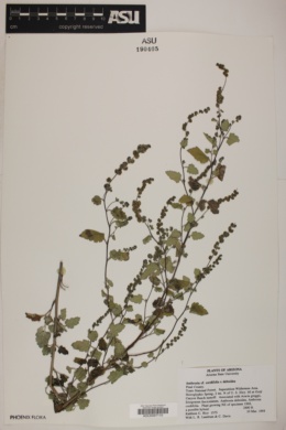 Ambrosia cordifolia x deltoidea image