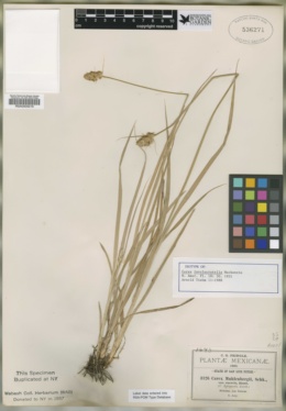 Carex involucratella image