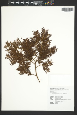 Image of Taxus sumatrana