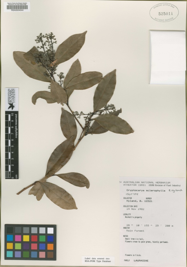 Cryptocarya sclerophylla image