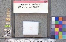 Araecerus vieillardi image