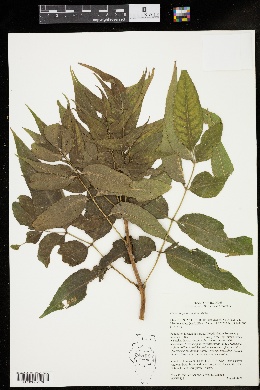 Fraxinus quadrangulata image
