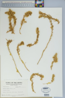 Krascheninnikovia ceratoides image