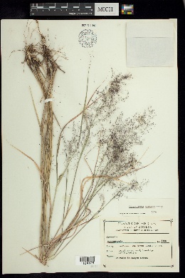 Muhlenbergia alamosae image