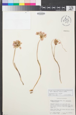 Image of Allium diabolense