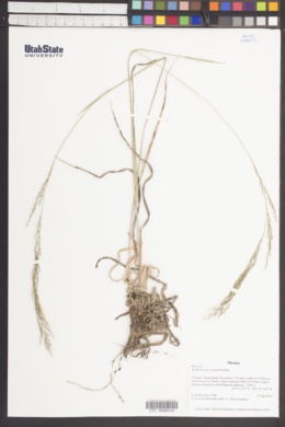 Muhlenbergia curvula image