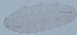Image of Isohypsibius duranteae