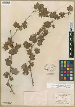 Ribes oxyacanthoides var. irriguum image