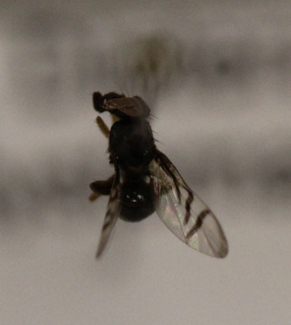 Platystomatidae image
