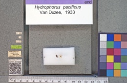 Image of Hydrophorus pacificus